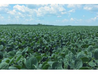 Farmland in Fulton & Marshall Counties, Indiana - LAND AUCTION - 541.3+/- ACRES IN 9 TRACTS IN FULTON & MARSHALL COUNTIES, INDIANA